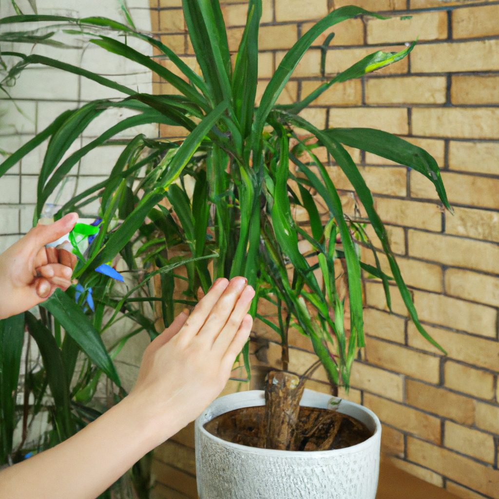 How To Care For Dracaena Plant Indoors