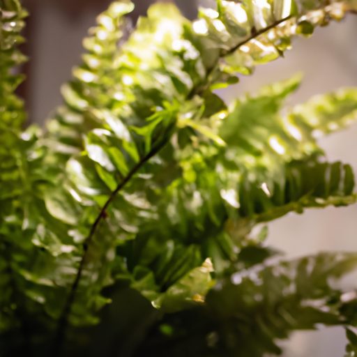 a boston fern purifying indoor air photo 512x512 13500933