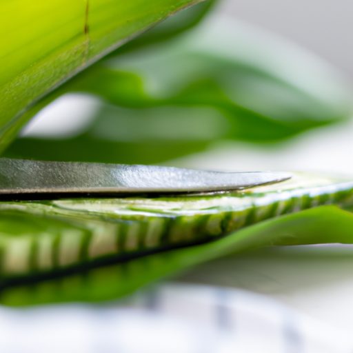 a close up of a healthy snake plant leaf 512x512 3811061