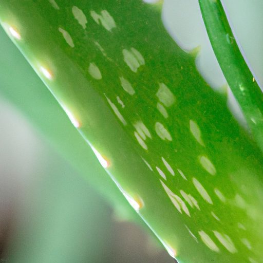 a close up of a succulent aloe vera plan 512x512 10373800