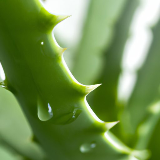 a close up of an aloe vera plant with dr 512x512 32371887