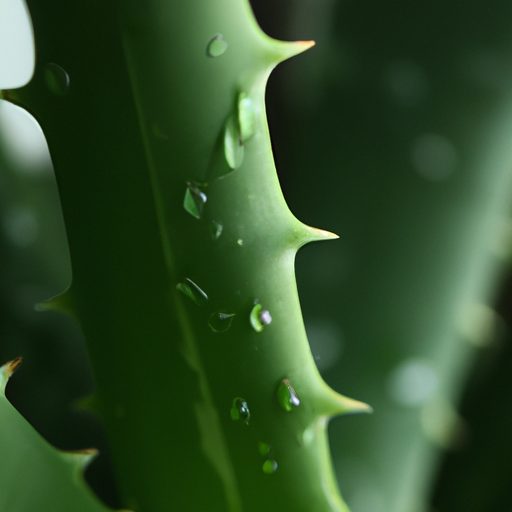 a close up of an aloe vera plant with dr 512x512 57198767