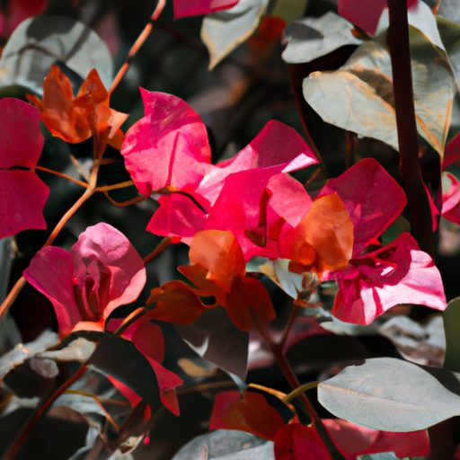 a close up shot of a colorful bougainvil 512x512 26558453