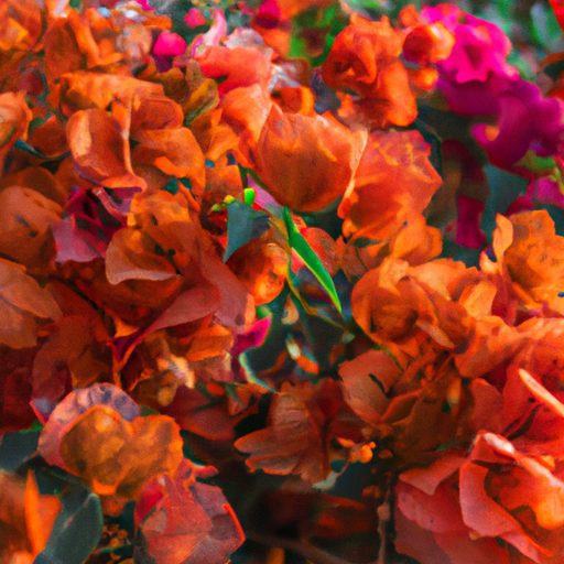a close up shot of a colorful bougainvil 512x512 68344410