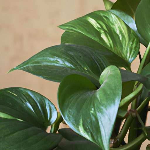 a close up shot of a pothos plant with f 512x512 13688549