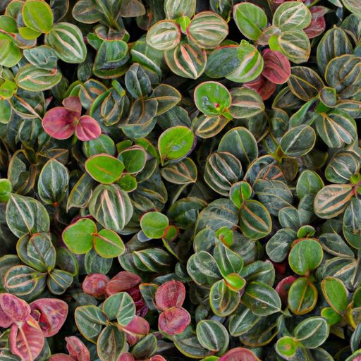 a colorful array of peperomia plants pho 512x512 80008637