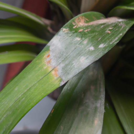 a damaged indoor plant infested with pes 512x512 44875884