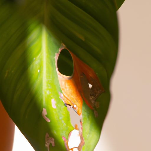 a damaged indoor plant infested with pes 512x512 66126665