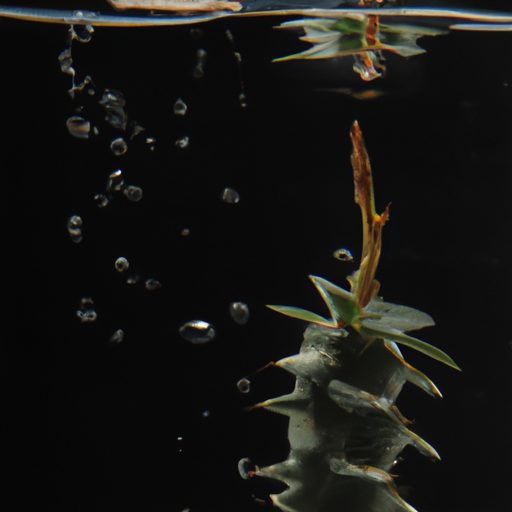 a drooping cactus surrounded by water ph 512x512 360925