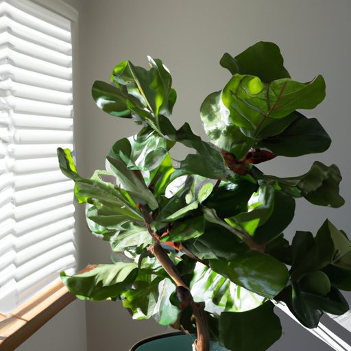 a fiddle leaf fig plant basking in brigh 512x512 43329041