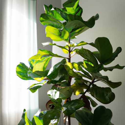 a fiddle leaf fig plant basking in brigh 512x512 54741914