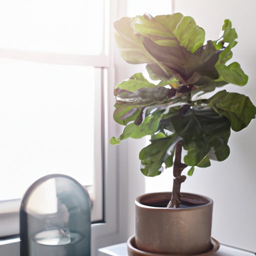 a fiddle leaf fig plant in a decorative 512x512 23694539