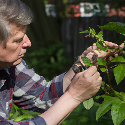 a gardener examining a plant infested wi 512x512 38036957