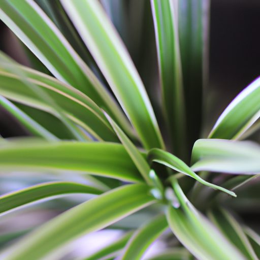 a green and white spider plant photoreal 512x512 71863929