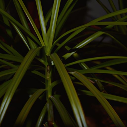 a green spider plant in low light photor 512x512 26142104