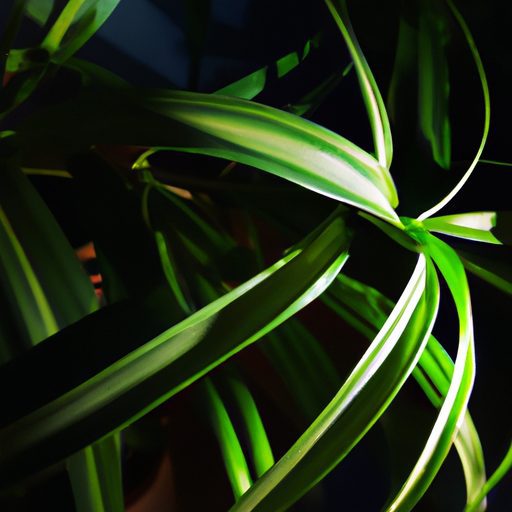 a green spider plant in low light photor 512x512 96989485