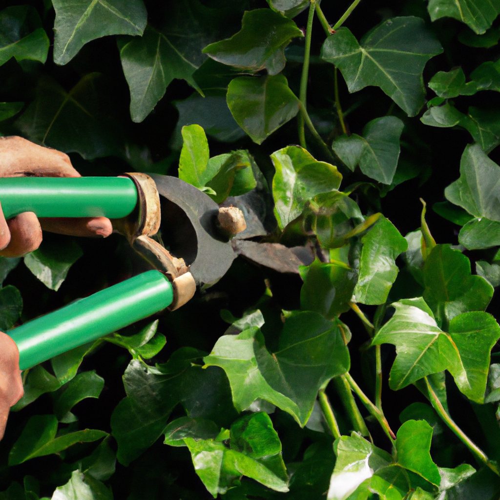 a hand holding garden shears cutting ivy 1024x1024 66168669
