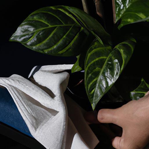 a hand wiping the leaves of a potted pla 512x512 537911