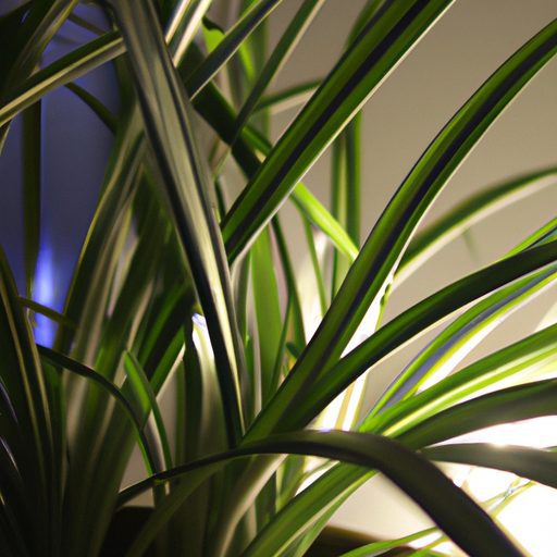a healthy spider plant in a dimly lit ro 512x512 10494103