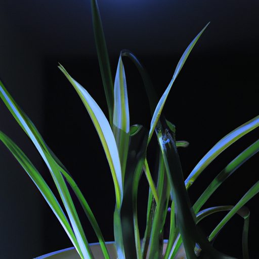 a healthy spider plant in a dimly lit ro 512x512 57796819
