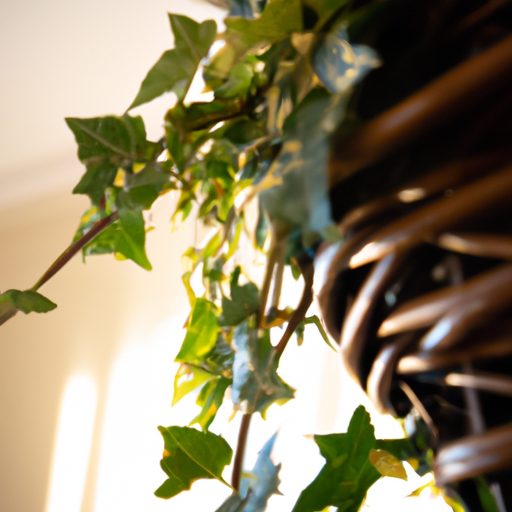 a lush english ivy plant cascading from 512x512 50341205