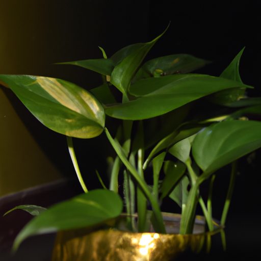a lush golden pothos plant thrives effor 512x512 19453519