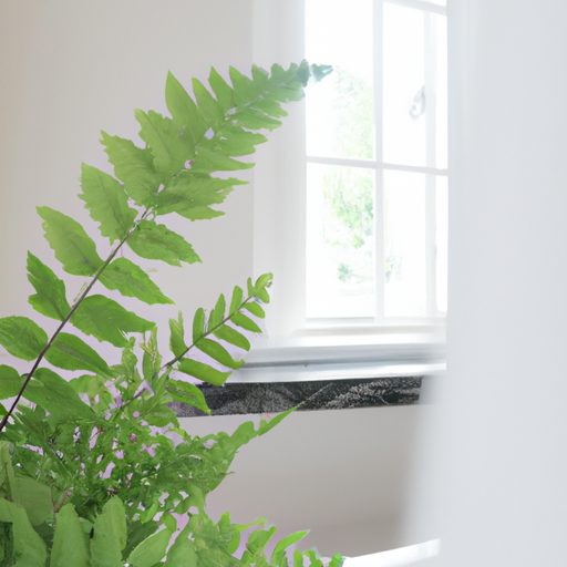 a lush green fern sits on a windowsill i 512x512 22587913