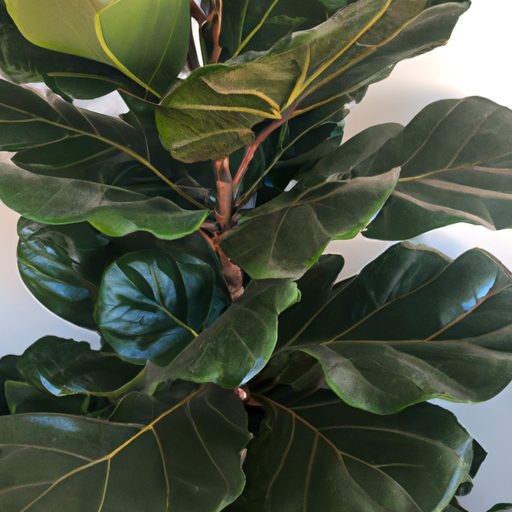 a lush green fiddle leaf fig tree with v 512x512 65291343