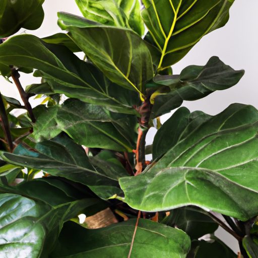 a lush green fiddle leaf fig tree with v 512x512 93268859