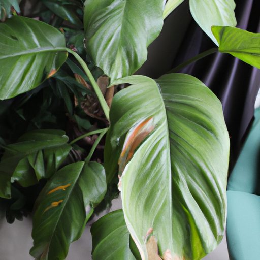 a lush green philodendron plant indoors 512x512 45807786