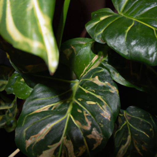 a lush green philodendron plant indoors 512x512 57537393