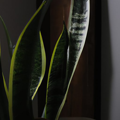 a lush green snake plant thriving in a d 512x512 12170514