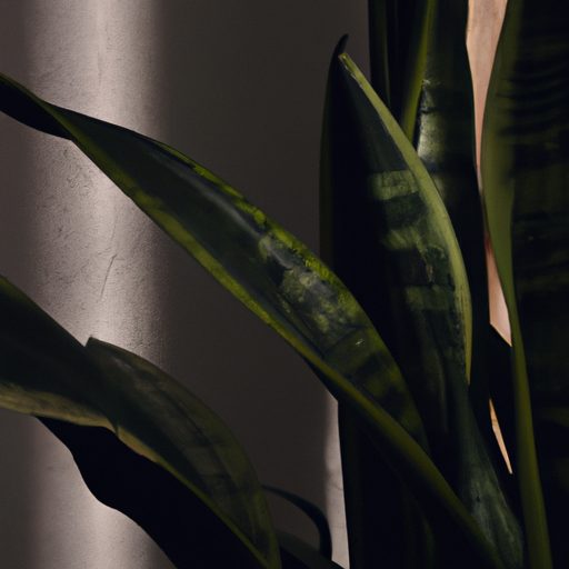 a lush green snake plant thriving in a d 512x512 45388275