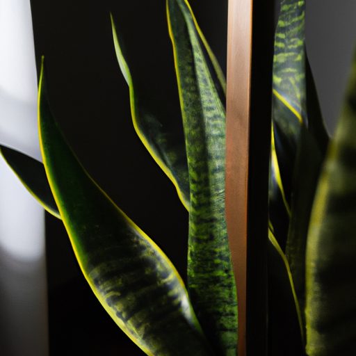 a lush green snake plant thriving in a d 512x512 48834025