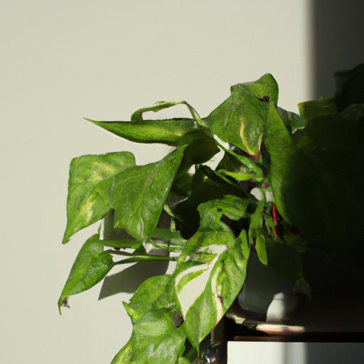 a lush pothos plant thrives indoors phot 512x512 89739687