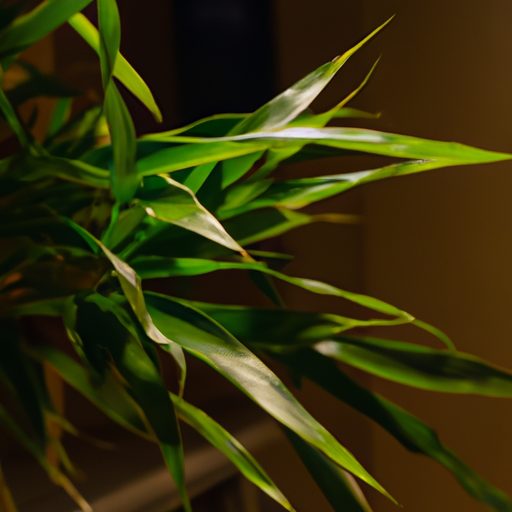 a lush spider plant thriving in a dimly 512x512 63410048