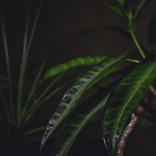 a lush zz plant in a dimly lit room phot 512x512 48827616