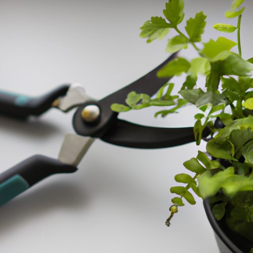 a pair of gardening scissors trimming a 512x512 65664534