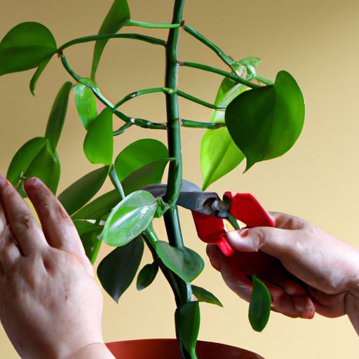 a pair of hands delicately pruning a vib 512x512 29277259