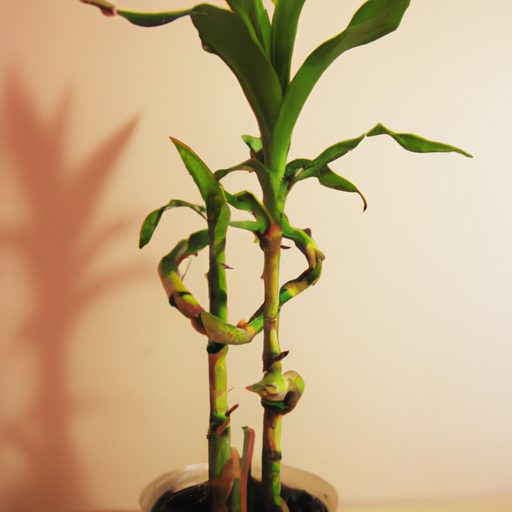 a photo of a healthy lucky bamboo plant 512x512 55039454