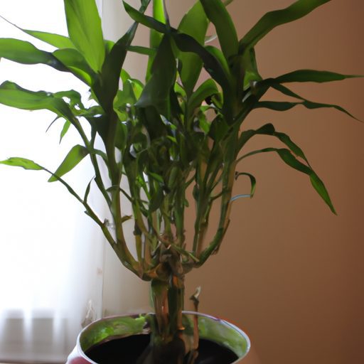 a photo of a healthy lucky bamboo plant 512x512 78863262