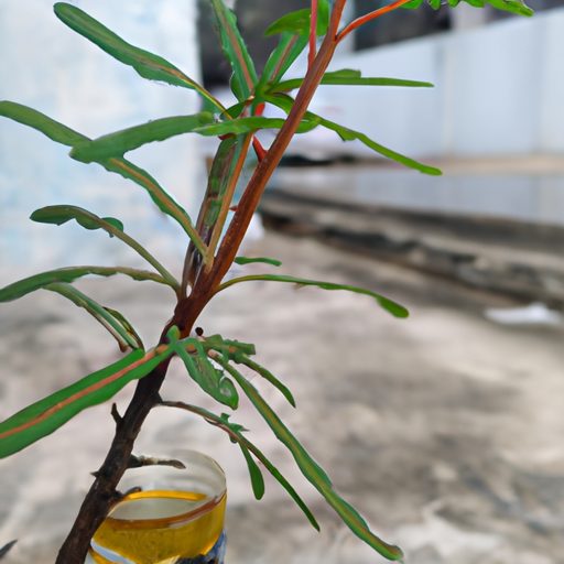 a plant being protected by neem oil phot 512x512 74611627