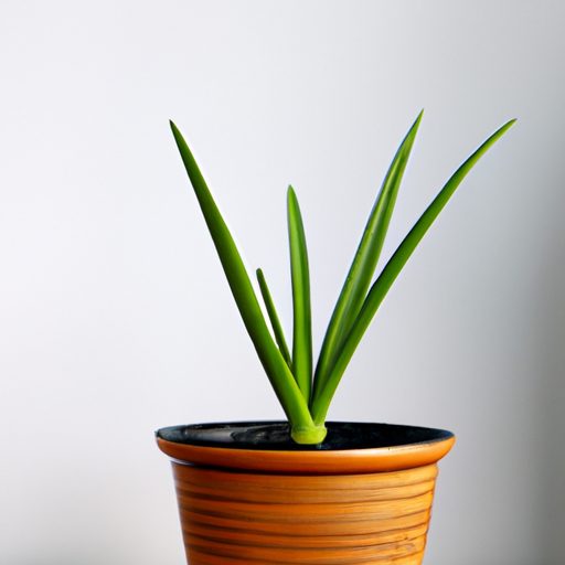 a plant in a perfectly sized pot photore 512x512 49851476