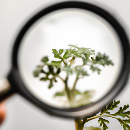 a plant with a magnifying glass photorea 512x512 45699766