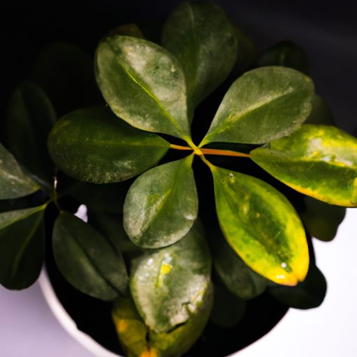 a potted plant with green leaves photore 512x512 47927188