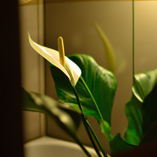 a serene peace lily blossoming in a diml 512x512 35907290