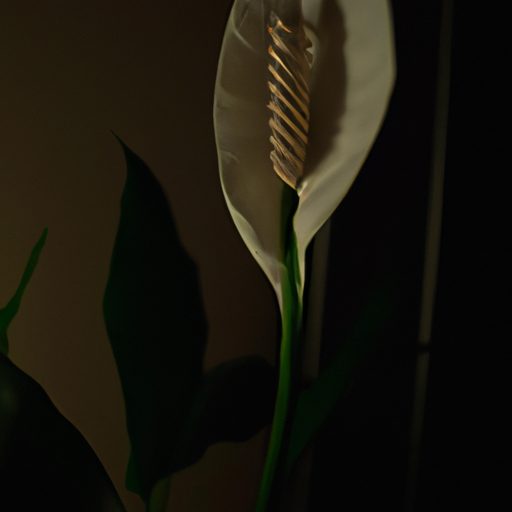 a serene peace lily blossoming in a diml 512x512 81113820