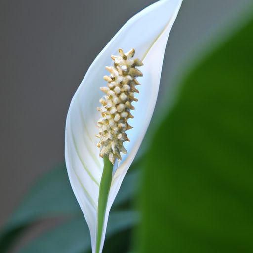a serene peace lily surrounded by clean 512x512 96062411