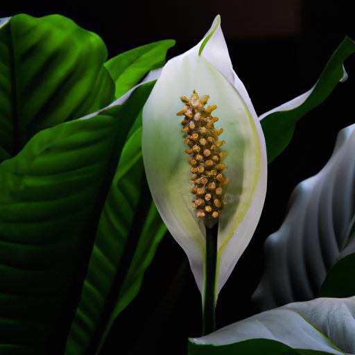 a serene peace lily with glossy green le 512x512 87579487