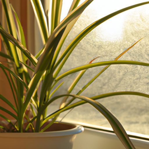 a spider plant in a sunny windowsill pho 512x512 92089467